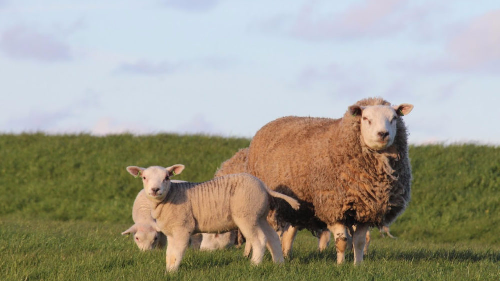 The Good Shepherd